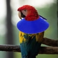 thumbnail image 4 of Protecteur de Cou pour Oiseaux Collier Anti-Morsure pour Perroquet Collier de Récupération pour Perruche, 4 of 8