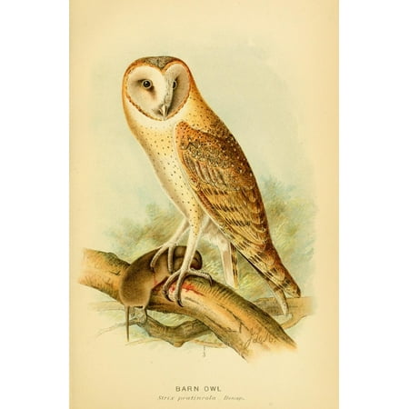 Hawks & Owls of the US 1893 Barn Owl Canvas Art - JL Ridgway (24 x 36)
