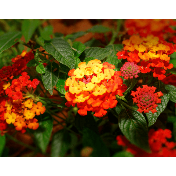 3 Fireworks Lantana Camera Plants Live, Lantana Live Plants for Planting Outdoors, Perennial Lantana Flowers, 5 to 7 Inc Tall
