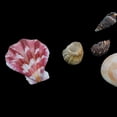 thumbnail image 4 of Conchas de Mar Berberecho 120g Conchas Marinas Boda Decoración de Bricolaje Adornos Artesanales Zulema Conchas naturales, 4 of 7