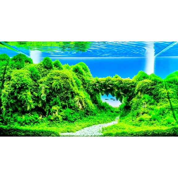 Dwarf Hairgrass Seeds - 50 Seeds - Aquarium Grass