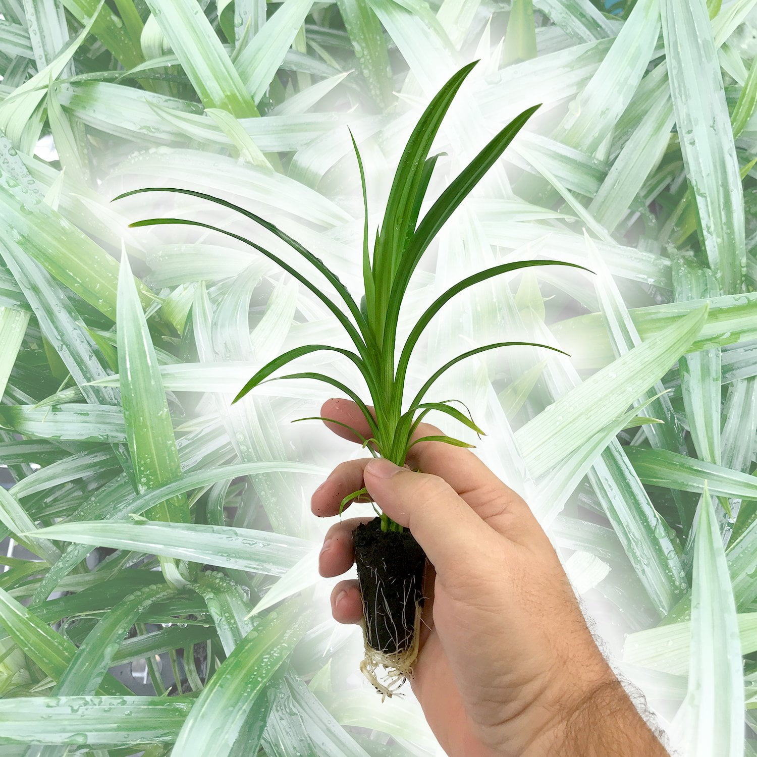 Pandan Plant - 4 Live Tissue Culture Starter Plants - Pandanus Amaryllifolius - Fragrant Flavor Sweet Edible Leaves