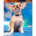 thumbnail image 2 of Minzimin 1pcs Reflective Dog Collar, Sturdy Nylon Collars for Large Girl and Boy Dogs, Adjustable Dog Collar with Quick Release Buckle, 2 of 6