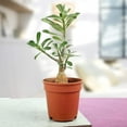thumbnail image 2 of White Desert Rose Plant - Live Starter Plant - Adenium Obesum - Dramatic Drought Tolerant Cactus Succulent, 2 of 2