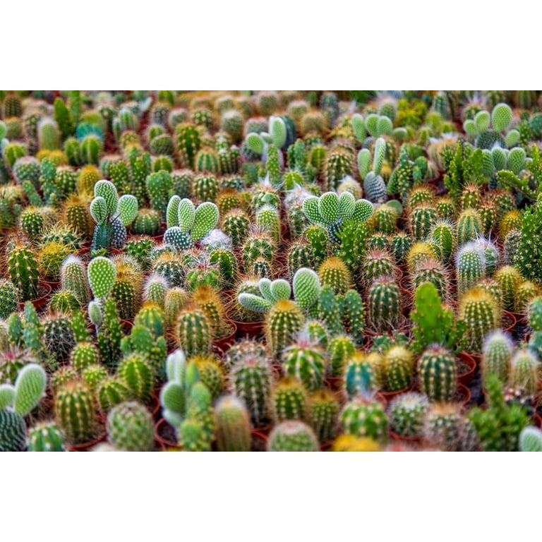 Exotic Indoor Cactus Plants - 100 Variety Seeds Mix - Easy to Grow - Ships  from Iowa, USA - Walmart.com