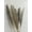 Bunny Tail Ivory, variant on CalCastle Craft 20 Stems 26" Dried Natural Pampas Grass Pompous Grass Dried Flowers Wedding Home Decor (Pampas Grass Pure-White)
