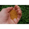 thumbnail image 3 of White Clover Seed by Eretz 5lb - CHOOSE SIZE! Premium Willamette Valley, Oregon Grown Non-GMO Seeds, No Coatings, No Weed Seeds, 3 of 8
