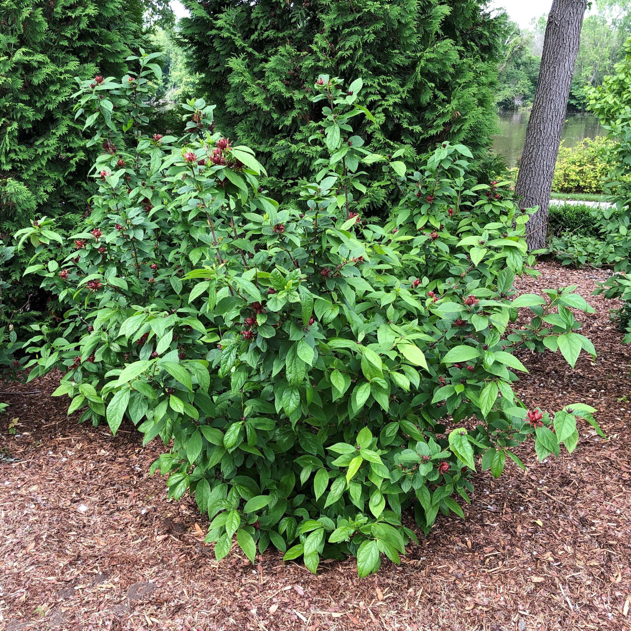 Proven Winners ColorChoice 5" Red Simply Scentsational Sweetshrub Live Plant in 4.5" Pot (4 Count)