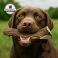 thumbnail image 3 of WhiteTail Naturals 2 Pack - XX Large - Premium Deer Antler for Dogs, All Natural Dog Chews, 3 of 7