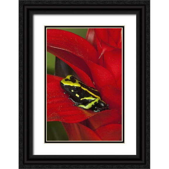 Flaherty, Dennis 13x18 Black Ornate Wood Framed with Double Matting Museum Art Print Titled - Amazon Basin Three-stripe dart frog