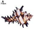 thumbnail image 4 of Natural Chicoreus Brunneus Snail Aquarium Decorations HOT Shell Specimen Z4H8, 4 of 9