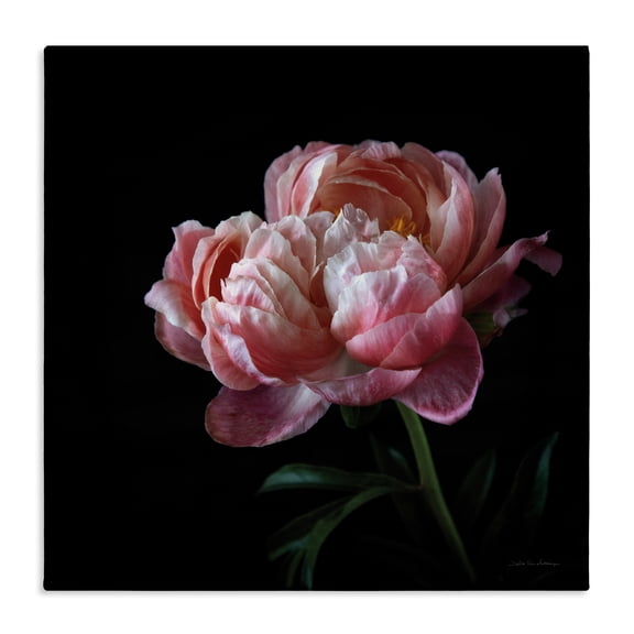 Stupell Industries Traditional Dark Rose Photography Canvas Art, 24 x 24, by Debra Van Swearingen