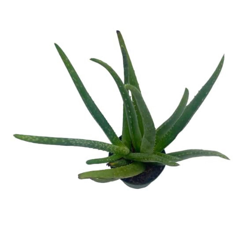 Aloe Vera, in a 4 inch Pot, Aloe barbadensis Miller/Natural Aloe Vera Gel  Plant Regular Sized