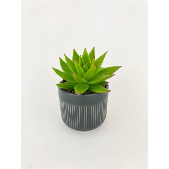 Echeveria Agavoides Succulent