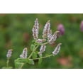 thumbnail image 2 of Organic Spearmint -Herb- Live Starter Plant, 2 of 3