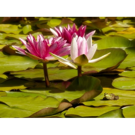 USA, California, San Diego, Water Lilies with Little Frog Print Wall Art By Ann (Lily Collins Best Friend)