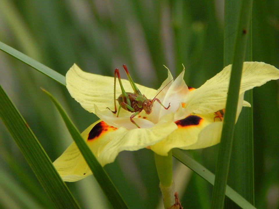 Cricket Invertebrate Insect Nature Animal Antennas-20 Inch By 30 Inch