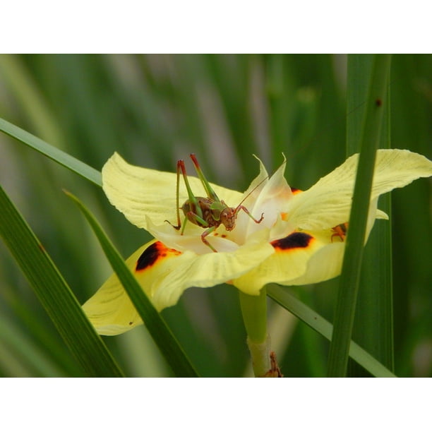 Cricket Invertebrate Insect Nature Animal Antennas20 Inch By 30 Inch