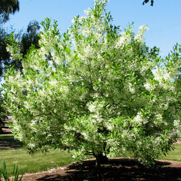 White Fringe Tree Live Plant in Quart Pot, Perennial Fringe Flower Tree
