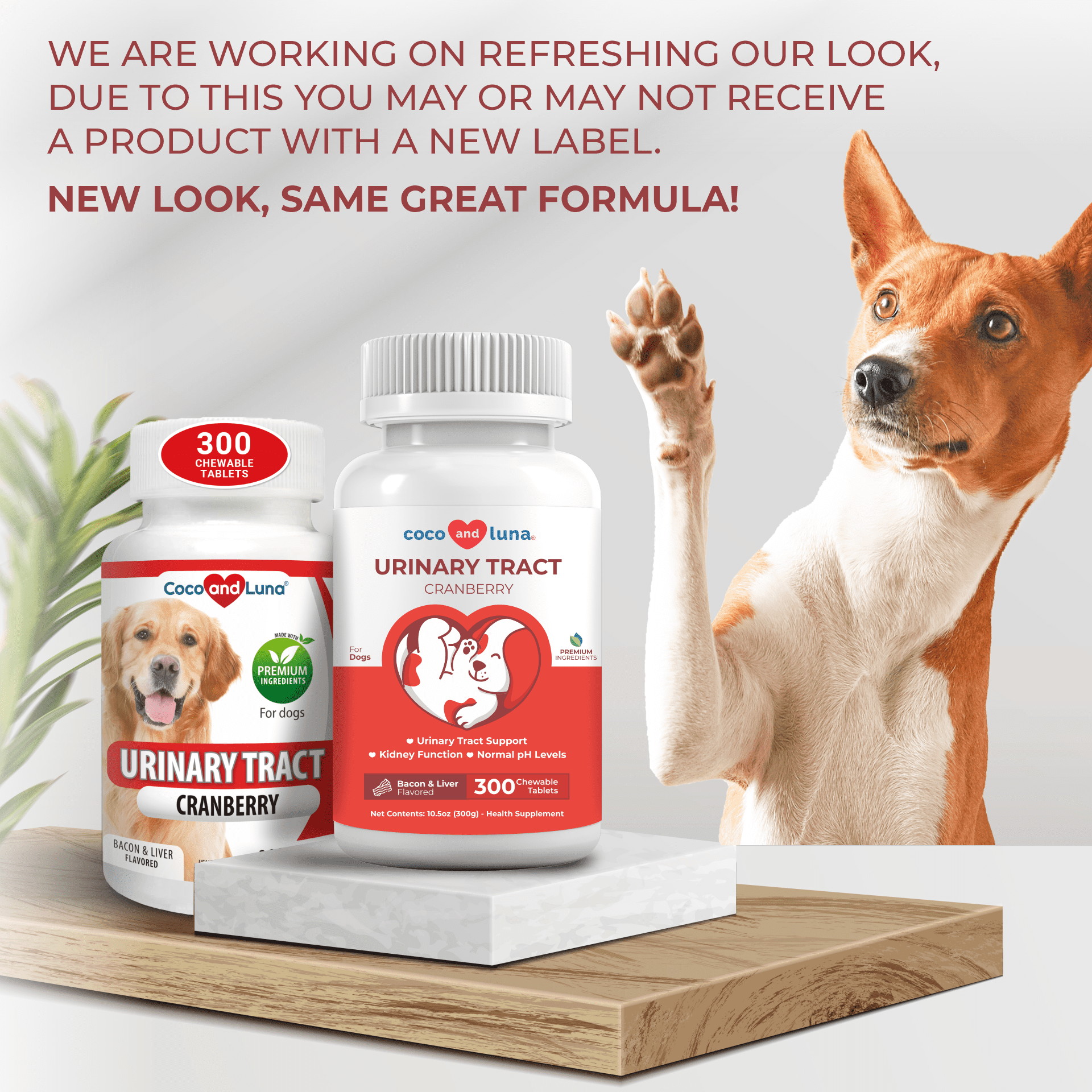 uti medicine for dogs walmart