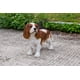 thumbnail image 2 of Estatua del rey Carlos Spaniel de Figuine Hi-Line Gift Ltd, 2 of 8