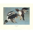 thumbnail image 2 of Audubon, John James 14x12 Gold Ornate Wood Framed with Double Matting Museum Art Print Titled - Golden-Eye Duck (decorative border), 2 of 4