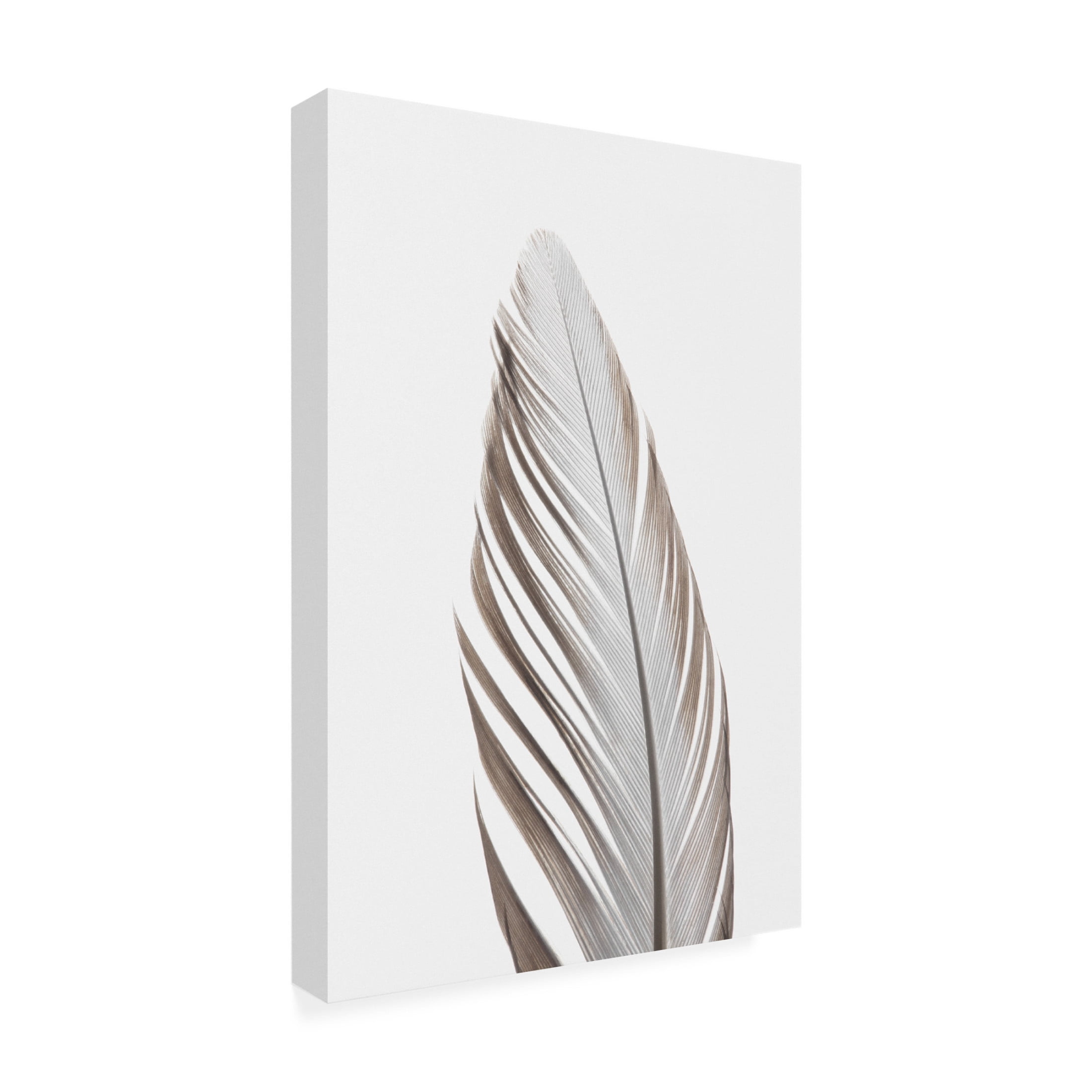 Trademark Fine Art Pictufy Studio Feather Canvas Wall Art