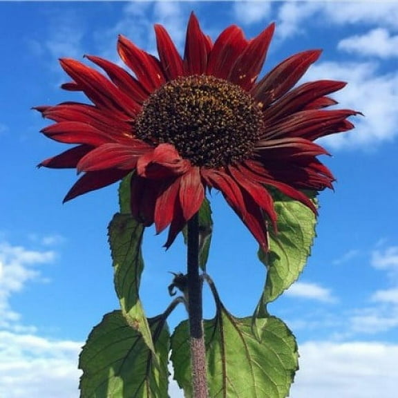 Sunflower, Red Sun, 100 Seeds Beautiful Bright Red Blooms