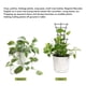 thumbnail image 4 of Enrejado De Plantas Apilable, Enrejado De Plantas De Interior En Forma De Abanico De 6 Piezas Para Interiores Y Exteriores, 4 of 7