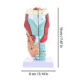 thumbnail image 3 of Modèle Larynx Modèle Larynx Modèle Anatomie Humaine Modèle d'Enseignement, 3 of 3