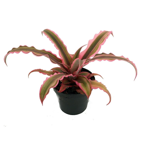 Pink Earth Star Plant - Cryptanthus - 2.5" Pot