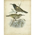thumbnail image 2 of Gould, John 15x18 Gold Ornate Wood Framed with Double Matting Museum Art Print Titled - Custom Antique Gould Hummingbird IV (ASH), 2 of 4