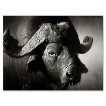 Designart ' Black and White Portrait Of Buffalo II ' Farmhouse Canvas Wall Art Print