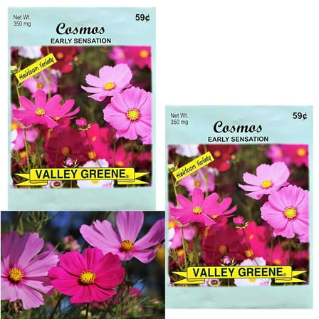 Valley Greene 350mg Cosmos Seeds – Early Sensation:2CT