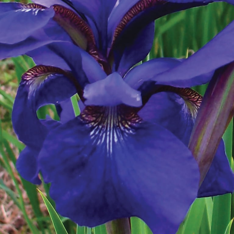 Expert Gardener Iris Siberica 'Caesar's Brother' Bare Roots Set of