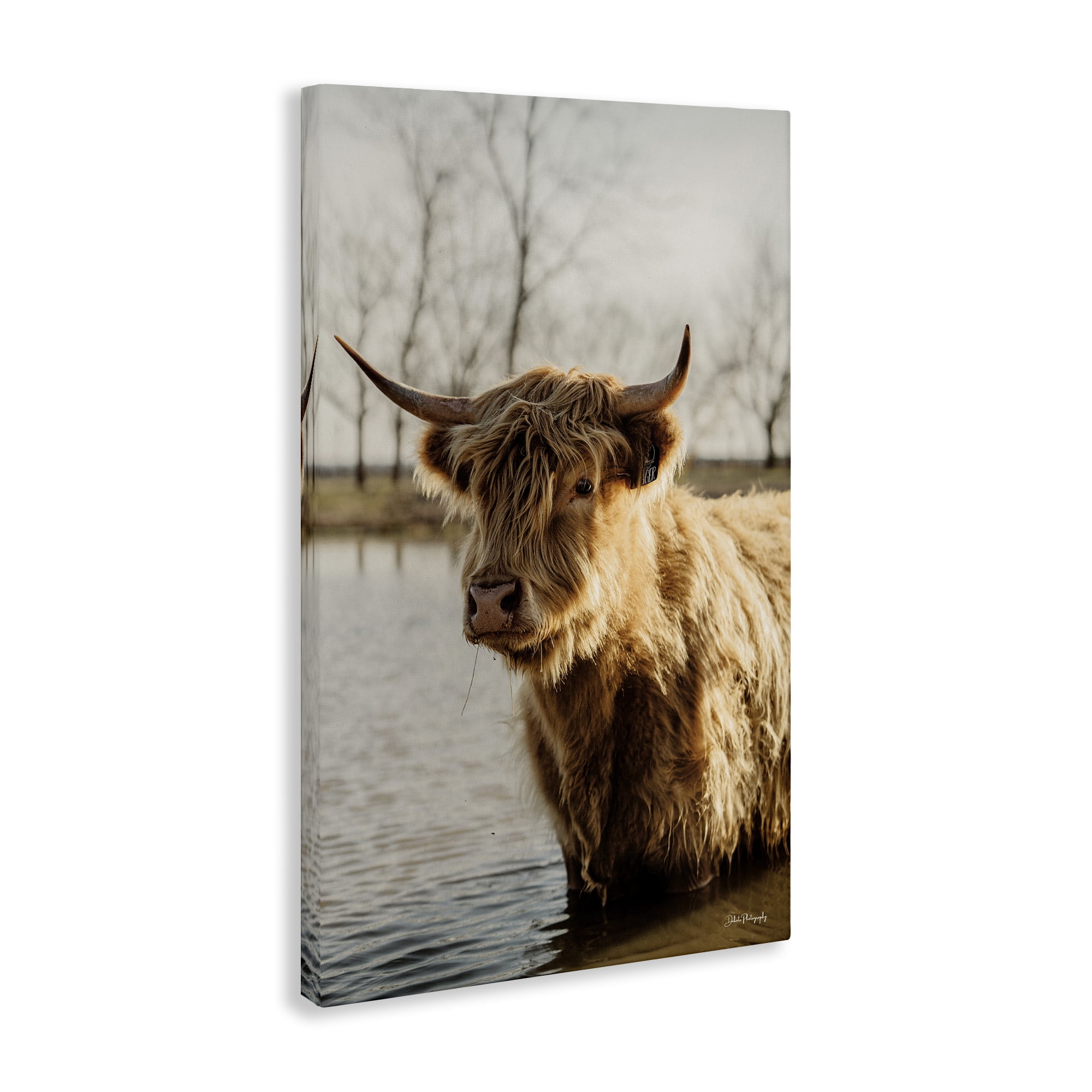 Stupell Industries Peering Cattle in Water Animals & Insects Photography Gallery Wrapped Canvas Art Print Wall Art, 24 x 36