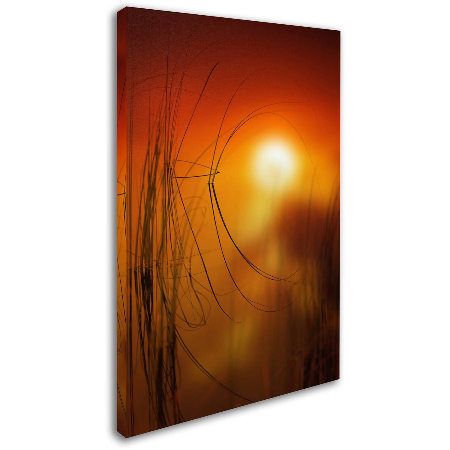 Trademark Fine Art "Nature Time Machine" Canvas Art by Philippe Sainte-Laudy