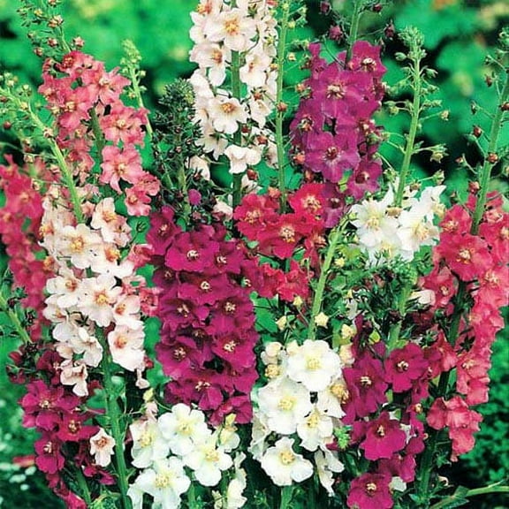 Outsidepride 10000 Verbascum Mix Plant Seeds, Deer Resistant