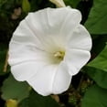 thumbnail image 2 of Outsidepride 500 Morning Glory Plant Seed, Prolific Bloomer, 2 of 2