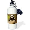 3dRose China, Wolong Panda Reserve, Baby Panda bear on stump-AS07 AGA0001 - Alice Garland, Sports Water Bottle, 21oz