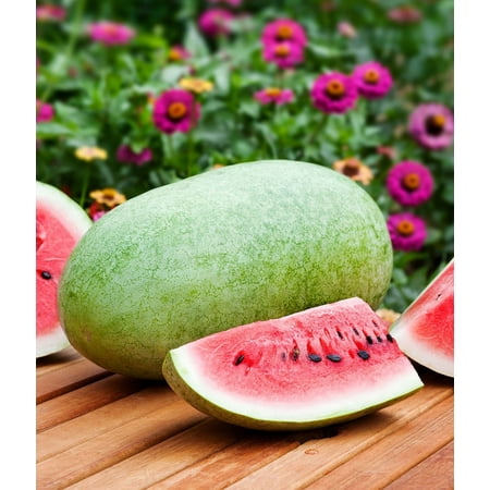 Bonnie Plants Charleston Gray Watermelon 19.3 oz.