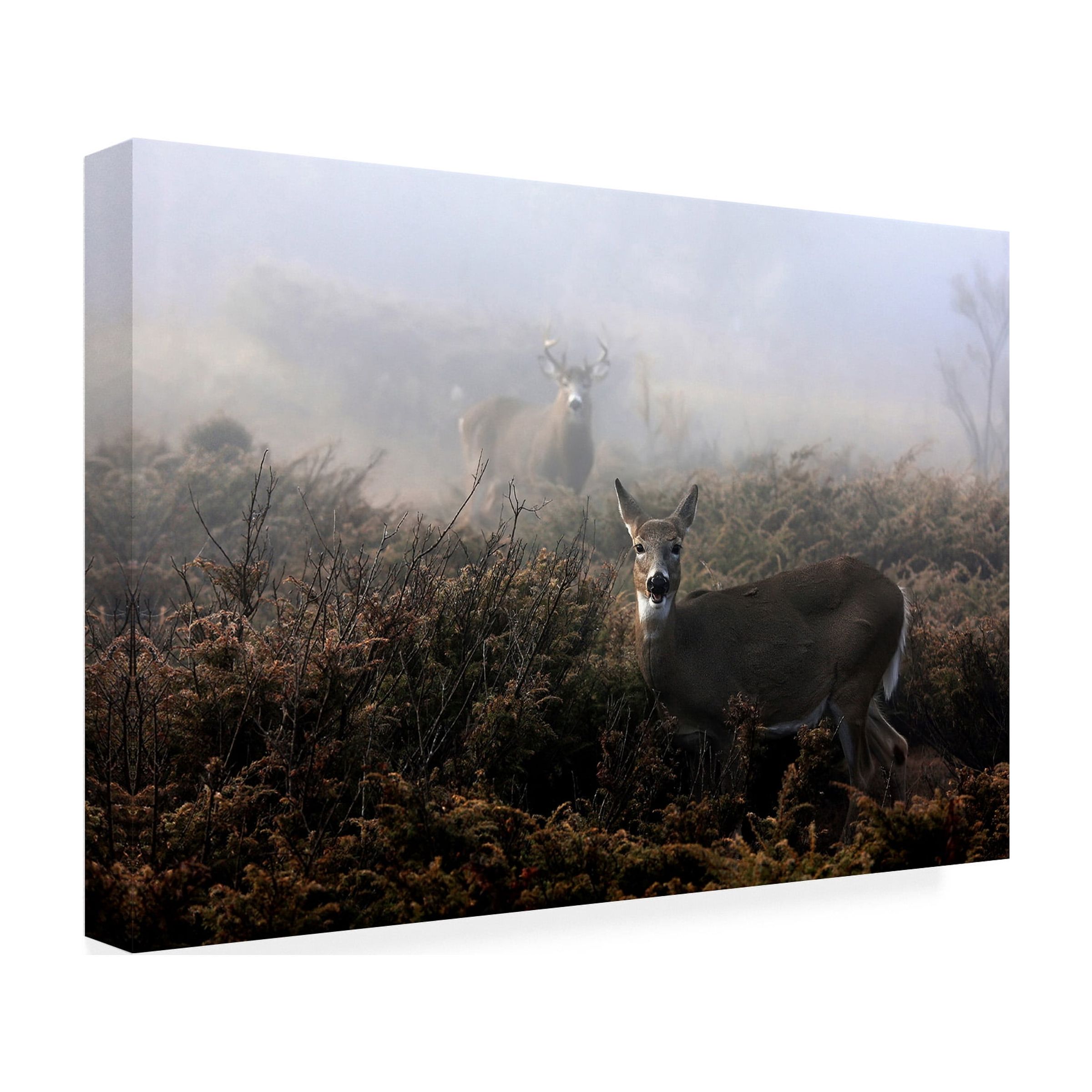 Jim Cumming 'The Rut In On - White-Tailed Deer' Canvas Art