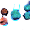 Assorted Mushroom Frag, Live Coral, Marine Animal, Color Varies