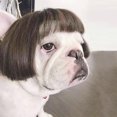 thumbnail image 3 of Dog Wig Artificial Short Adjustable Funny Puppy Cosplay Accessory Pet Headwear, 3 of 10