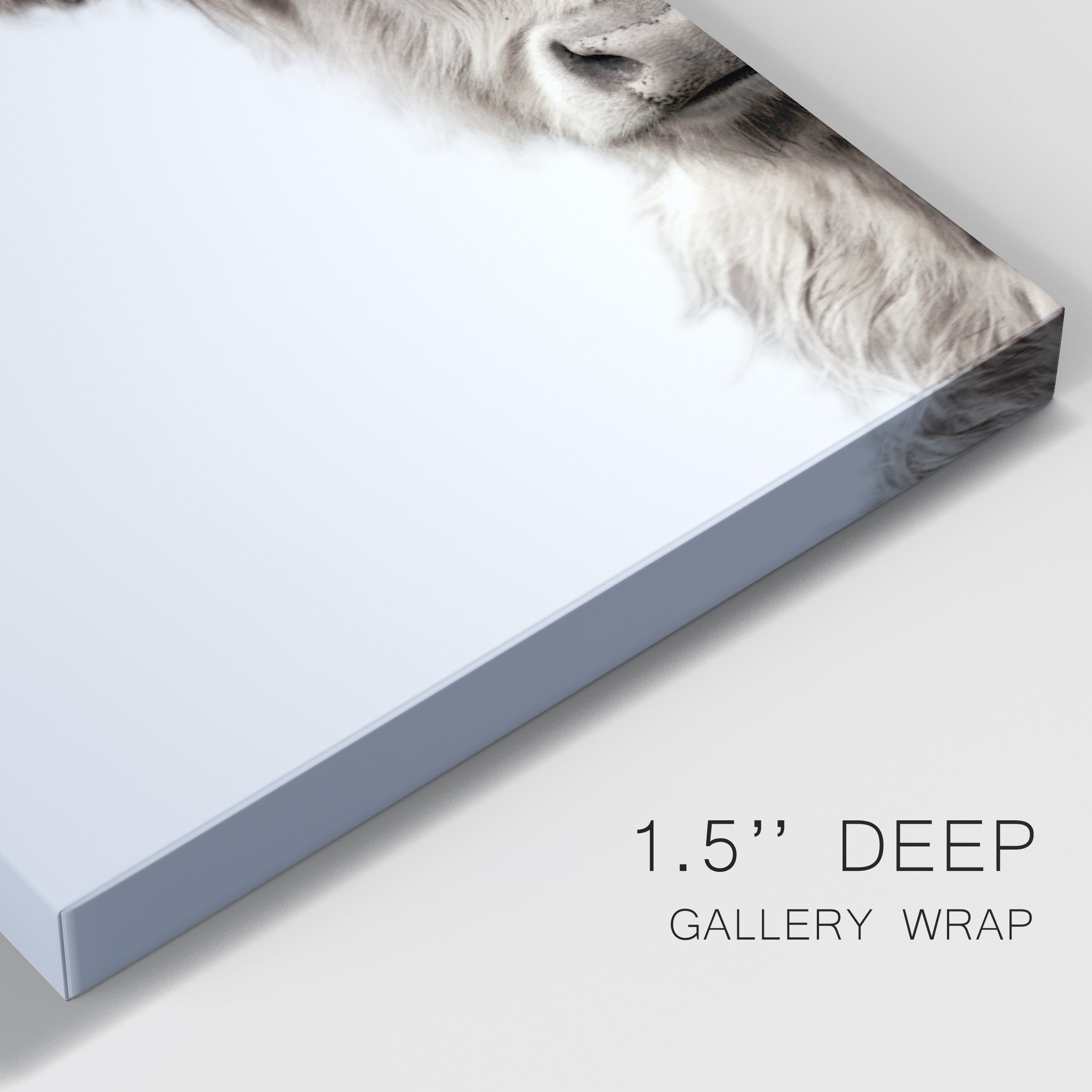 Highland Cattle Premium Gallery Wrapped Canvas - Ready to Hang - 24 x 36