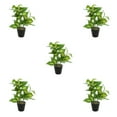 thumbnail image 3 of Plantas Artificiales Realistas Injueey en Maceta Tortuga JH5473, 3 of 6
