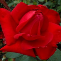 Heirloom Roses Red Rose Plant - Precious Platinum Hybrid Tea, Outdoor Rose Bushes For Planting
