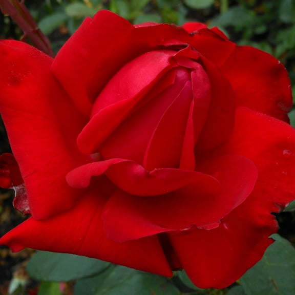 Heirloom Roses Red Rose Plant - Precious Platinum Hybrid Tea, Outdoor Rose Bushes For Planting
