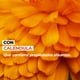 thumbnail image 5 of Set Facial Yves Rocher PURE CALENDULA: Loción Alisante y Crema Regeneradora Día/Noche, 5 of 5