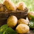 thumbnail image 3 of Yukon Gold Seed Potatoes for Planting, 2 Pound, Heirloom, High Yields Potato Seeds Gardening Indoor Outdoor, 3 of 5